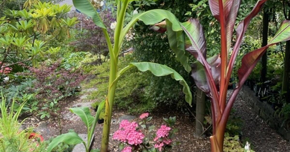 Banana Plants For Sale for 1 in Shoreline, WA For Sale & Free — Nextdoor