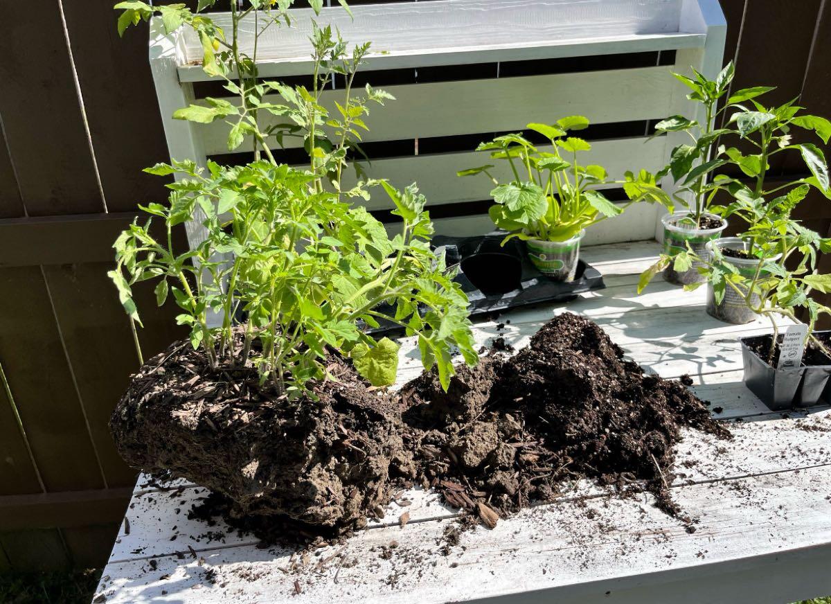 Free Tomato Plants for Free in Fort Wayne, IN | For Sale & Free — Nextdoor