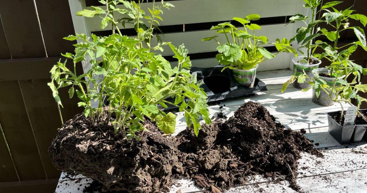 Free Tomato Plants for Free in Fort Wayne, IN For Sale & Free — Nextdoor