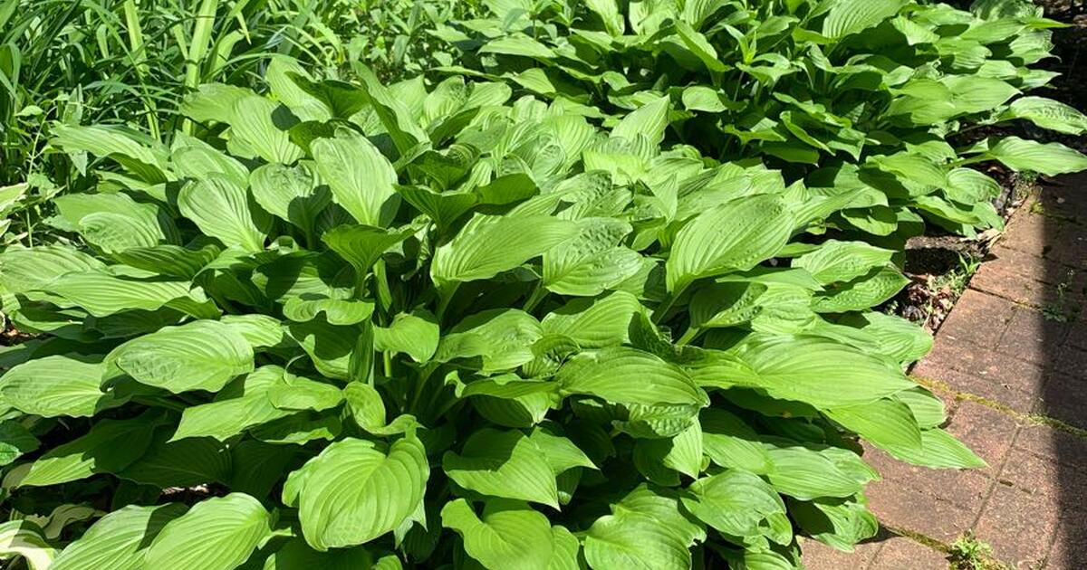 Large hostas for Free in Warwick, RI | For Sale & Free — Nextdoor