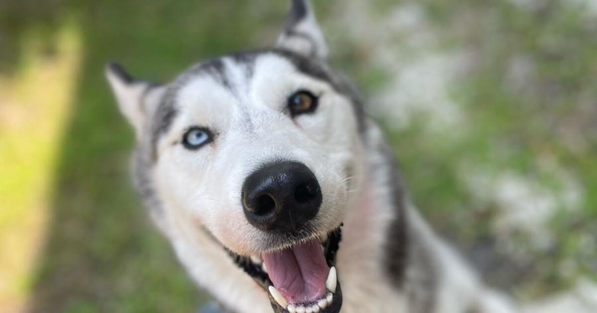 Beautiful Siberian Husky for a good home for Free in Miami, FL | For ...