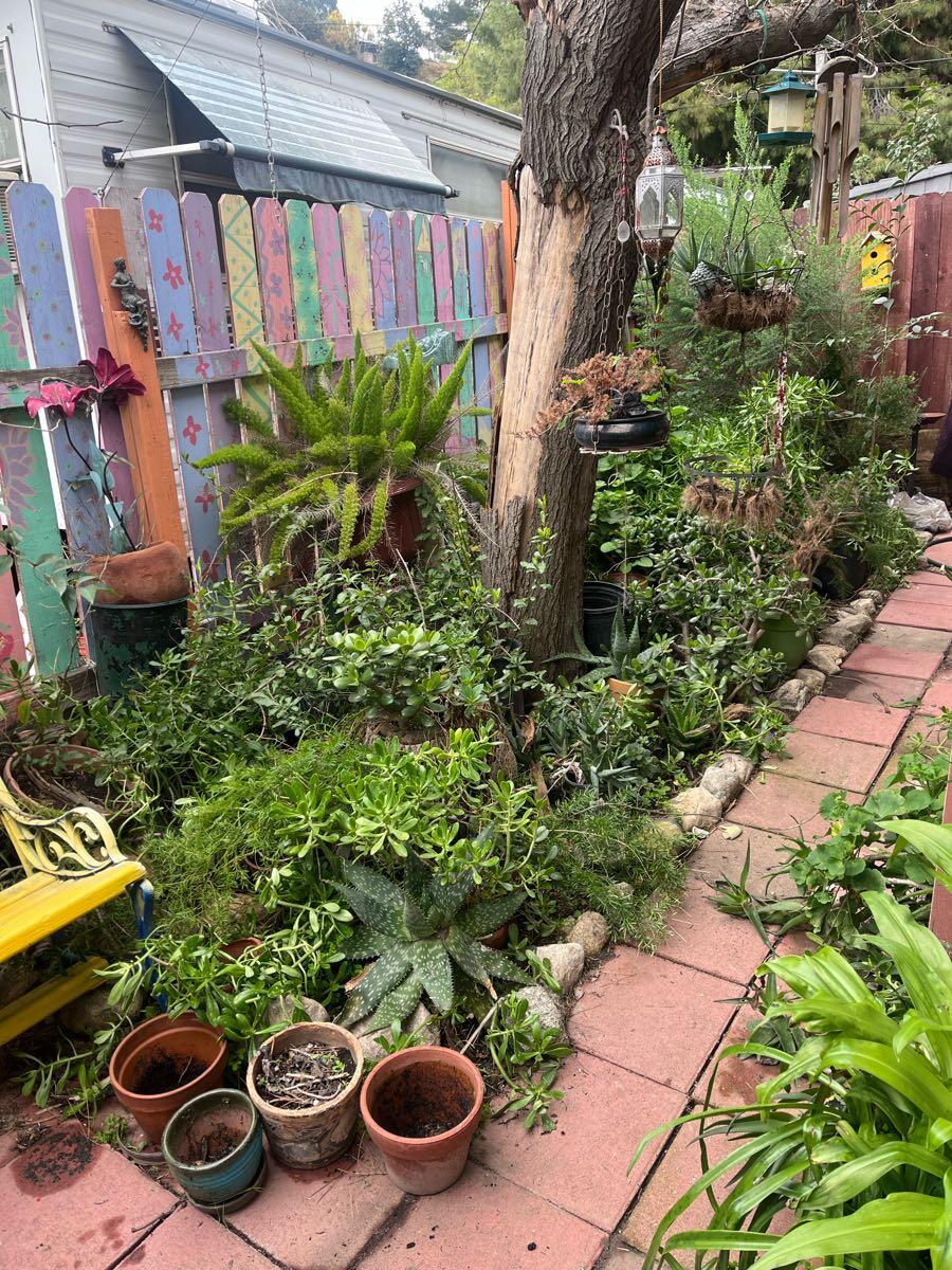 Plants! For sale for $5 in Redlands, CA | For Sale & Free — Nextdoor