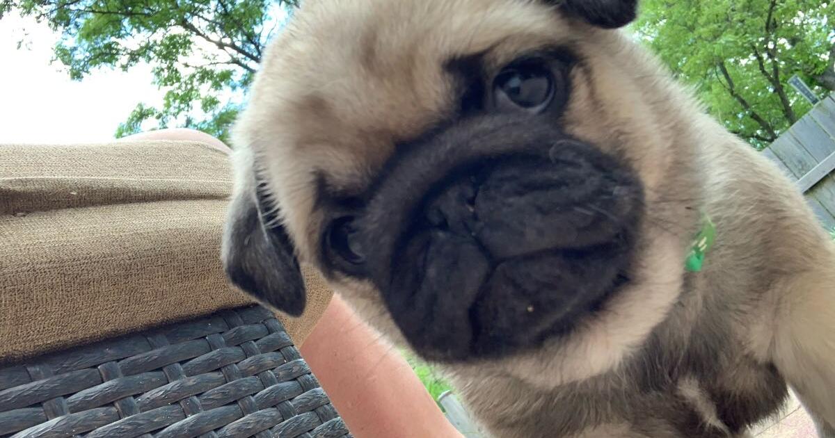 Pug puppies for Free in Minneapolis, MN For Sale & Free — Nextdoor