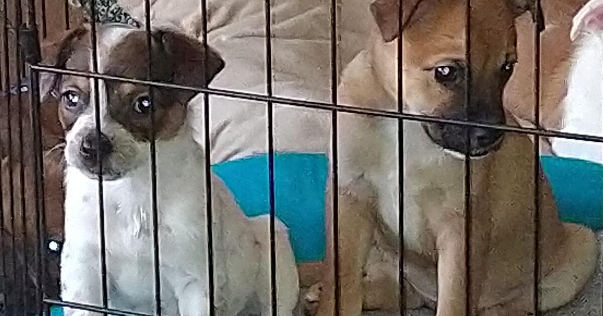 Puppies for 10 in Burleson, TX Finds — Nextdoor