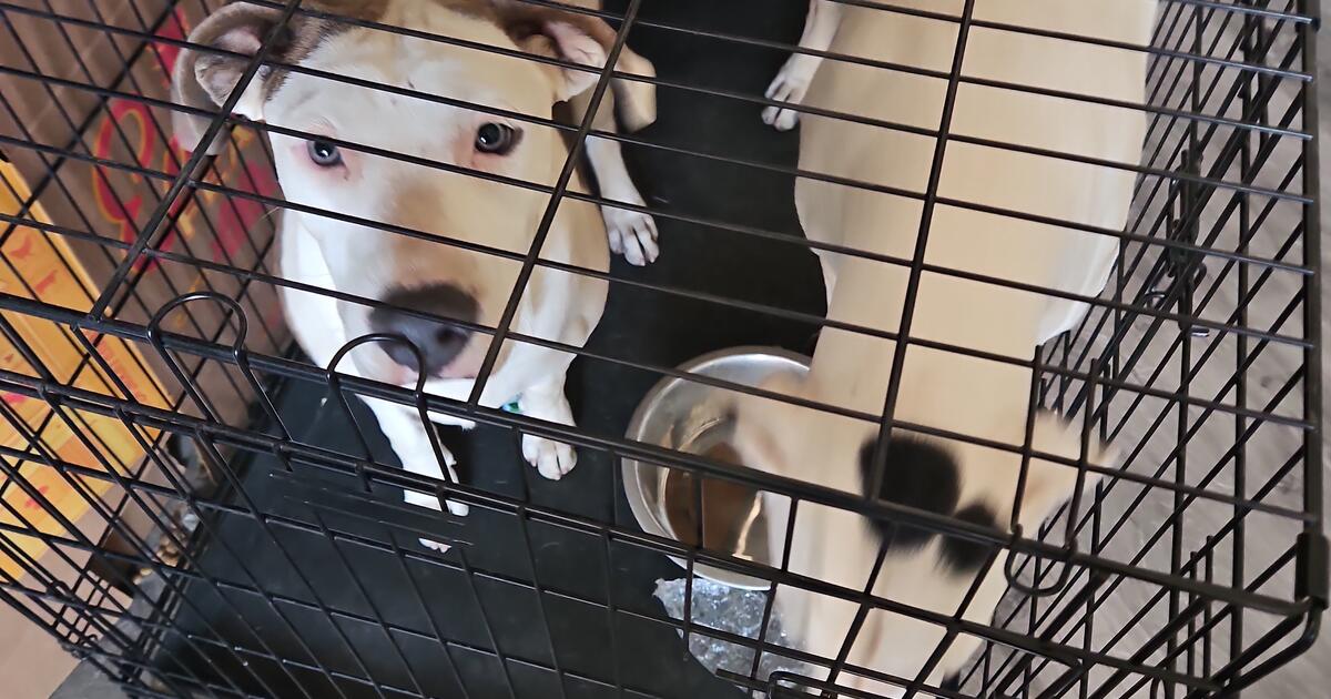 Free 6 months old pit bull mix for free in lake elsinore ca for sale