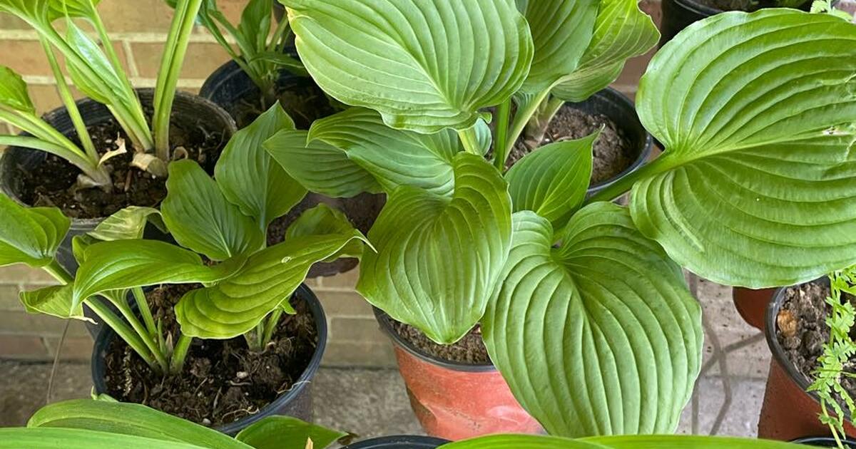 Hostas and ferns for $1 in Louisville, KY | For Sale & Free — Nextdoor