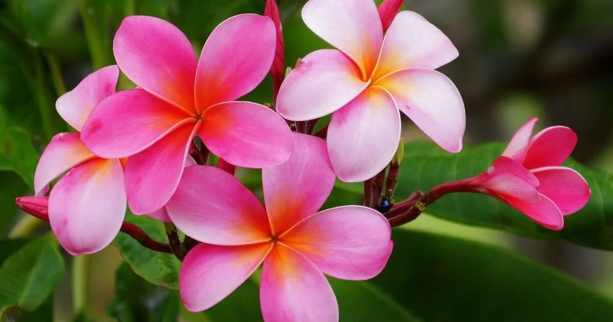 plumeria plants ….. for Free in Mattawan, MI For Sale & Free — Nextdoor