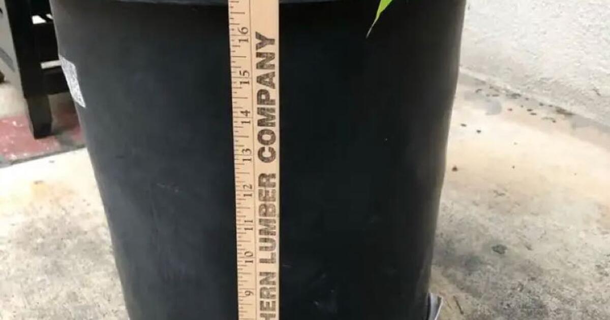 Iso looking for a few 15 gallon nursery pots for free in cupertino ca