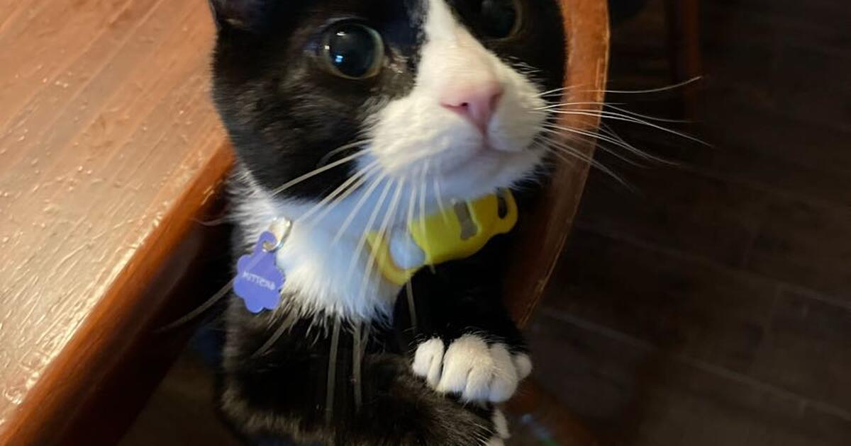 Free cats for Free in Manchester, NH For Sale & Free — Nextdoor