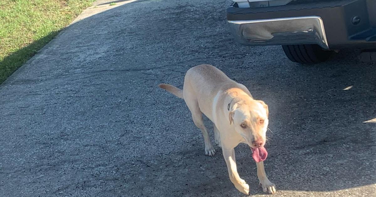 Loose dogs for Free in Titusville, FL For Sale & Free — Nextdoor
