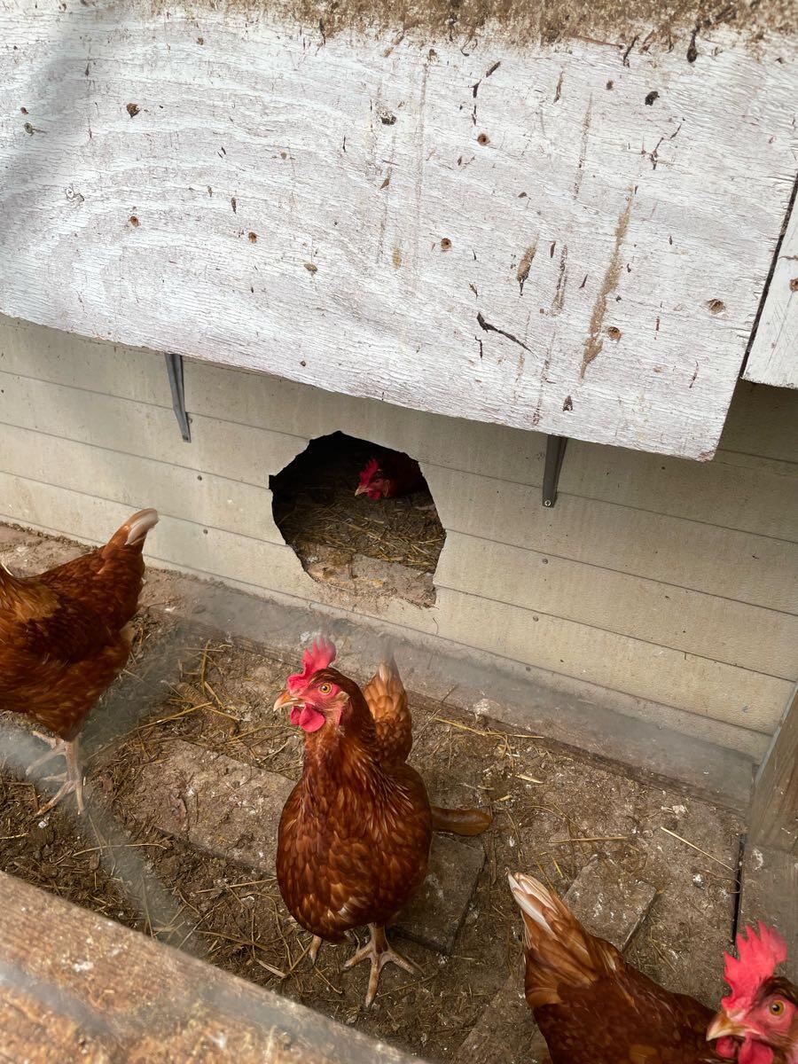 Chickens in Fort Pierce, FL For Sale & Free — Nextdoor