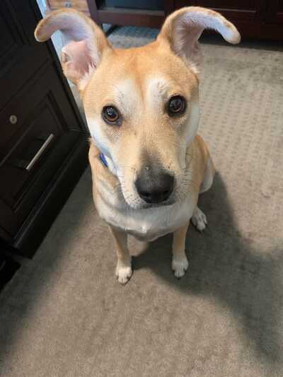 Ark Animal Hospital Murrieta CA Nextdoor