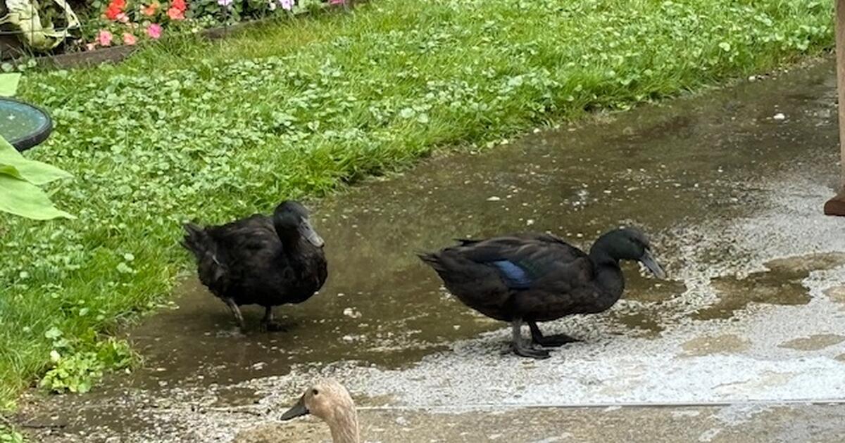 2 female Cayuga ducks 4 months old for Free in Durham, CT | For Sale ...