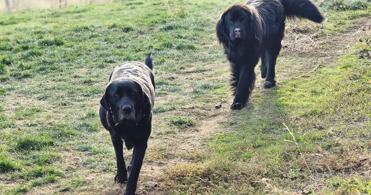 Newfoundland/lab puppies for 900 in Walla Walla, WA For Sale & Free