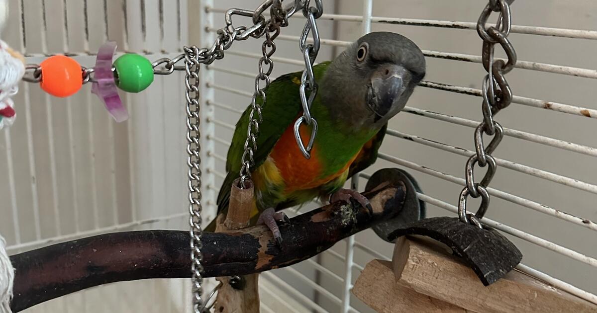 Senegal Parrot. Cage included for Free in North Myrtle Beach, SC | For ...