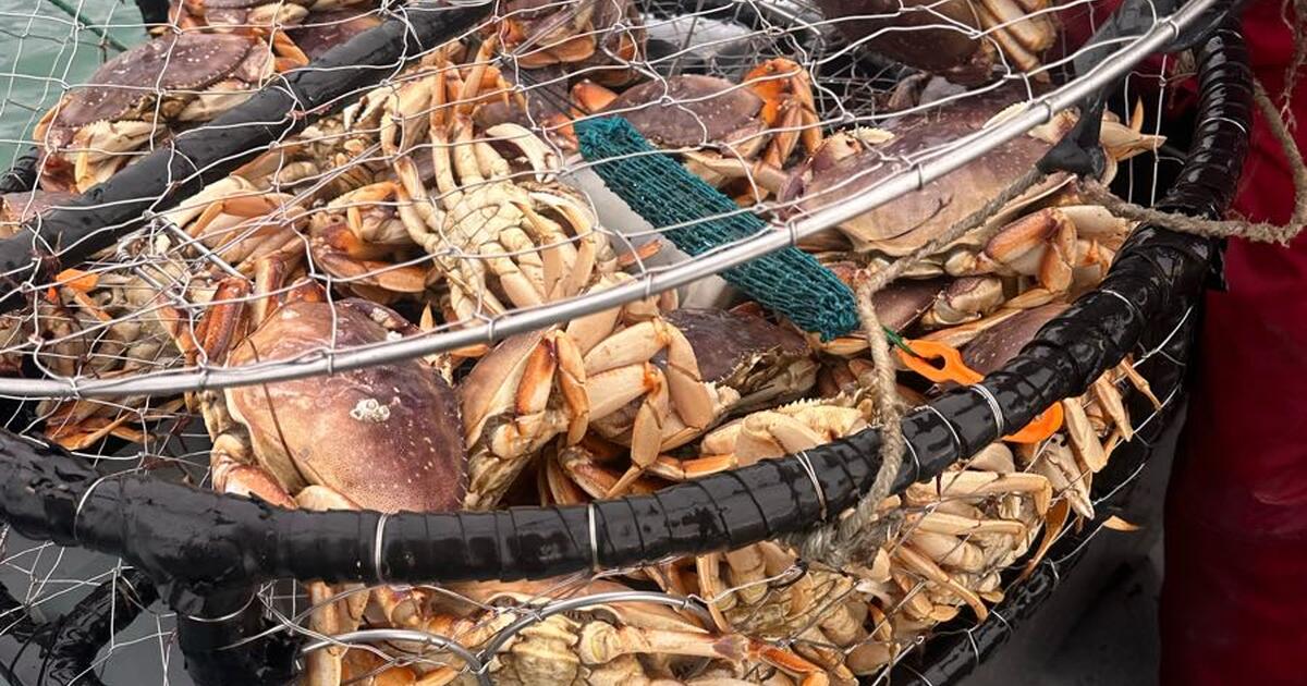 Fresh Dungeness Crab for $10 in Castro Valley, CA | For Sale & Free