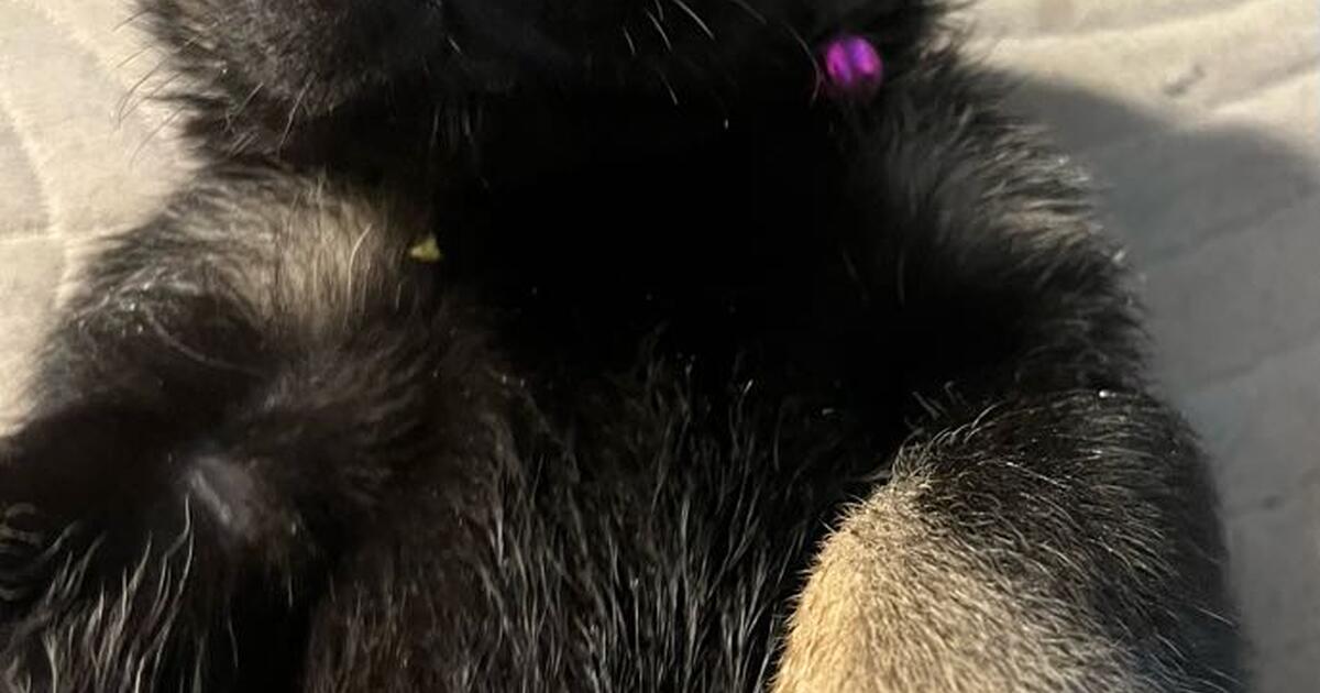German shepherd puppies in leesburg fl for sale free nextdoor