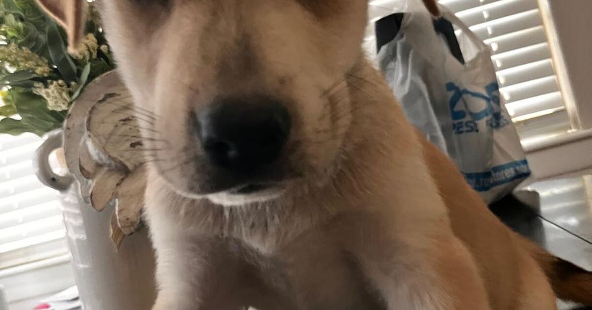Short haired German Shepherd/Husky mix puppies for Free in Huffman, TX