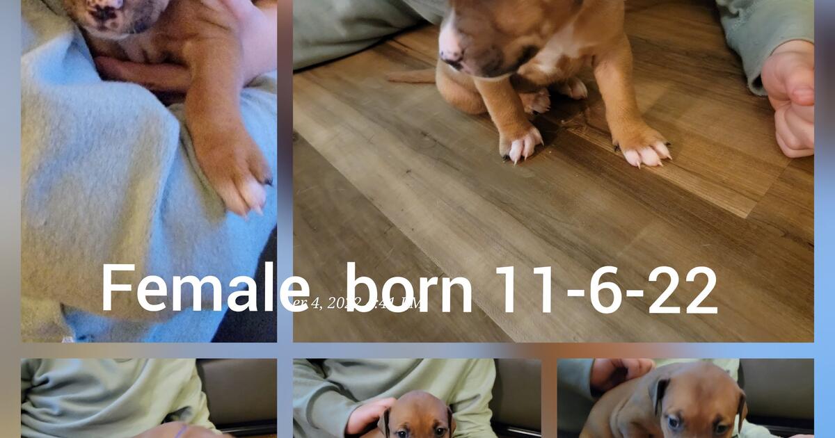 Puppies in Sharon, PA Finds — Nextdoor