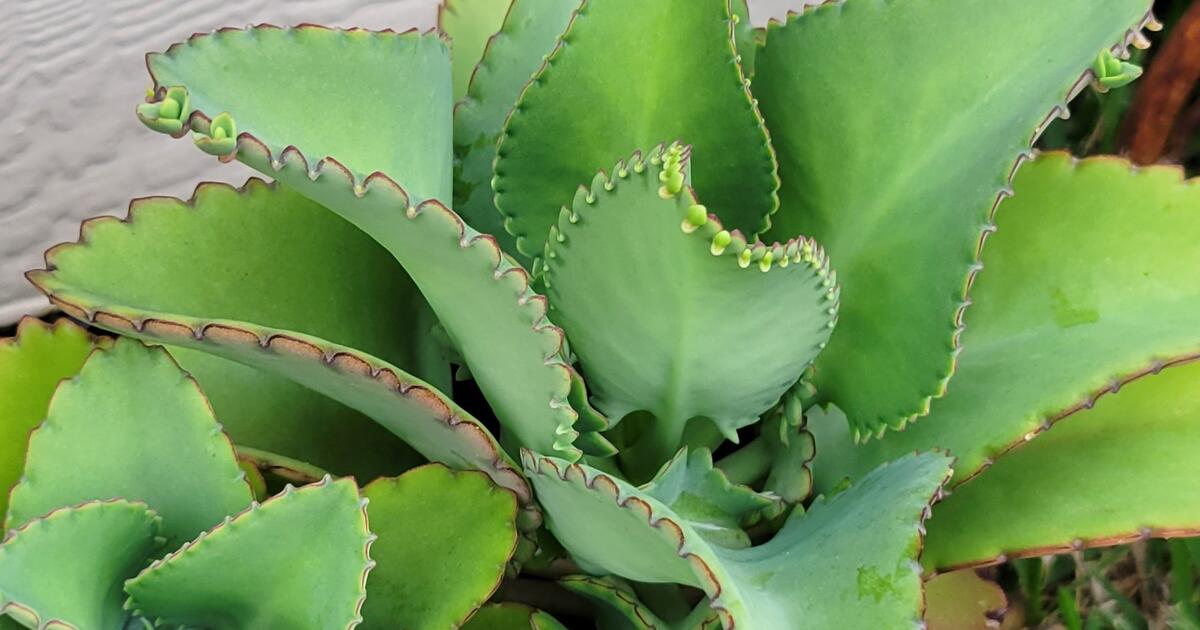 Mother of Thousands Plants (Trade)🪴 for Free in Houston, TX | For Sale ...