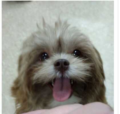 Robins nest grooming deals