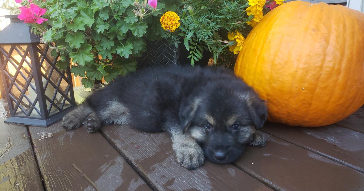 Purebred German Shepherd Puppies for 1 in Sioux Falls, SD For Sale