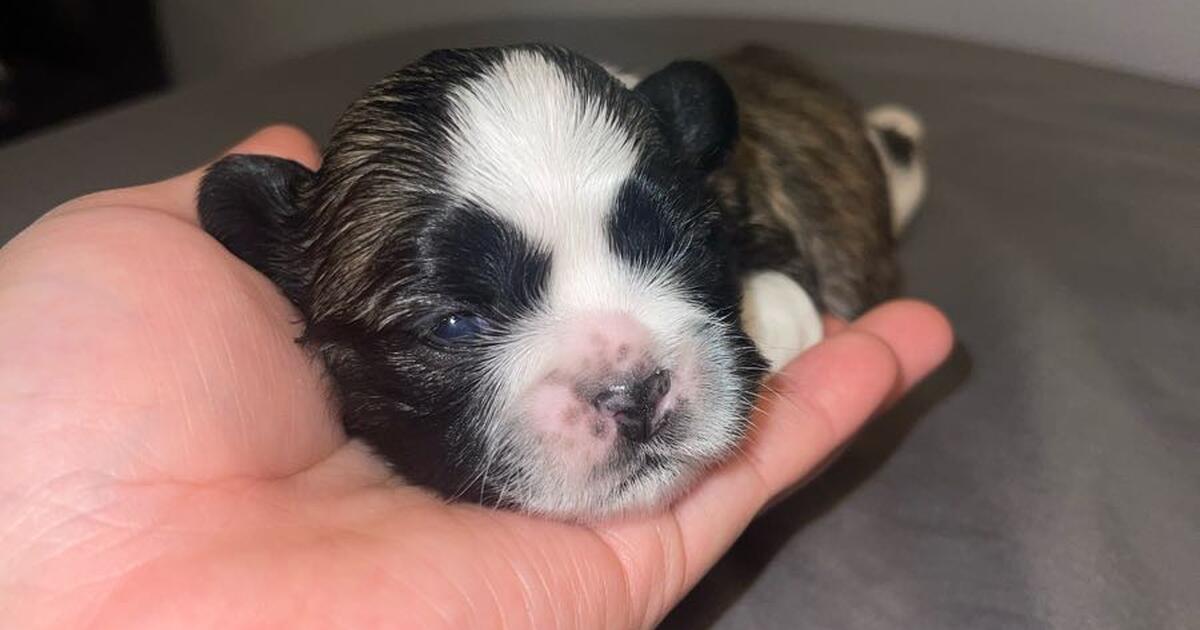 5 Week Old Shih Tzu For 200 In Philadelphia PA For Sale Free 5-week-old-shih-tzu-for-200-in-philadelphia-pa-for-sale-free
