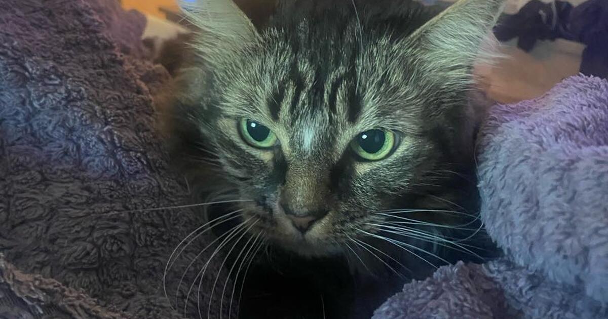 Pet for Free in Yorba Linda, CA Finds — Nextdoor