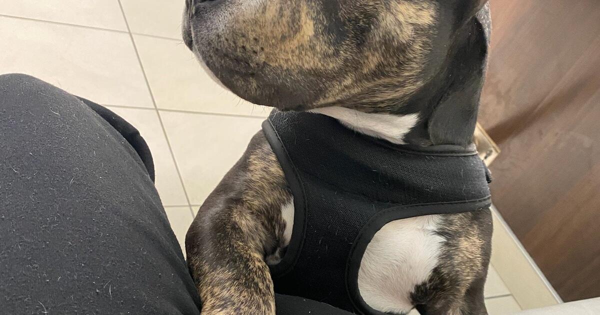 Pocket Bully Dog My Name Is Roger for Free in Las Vegas, NV For