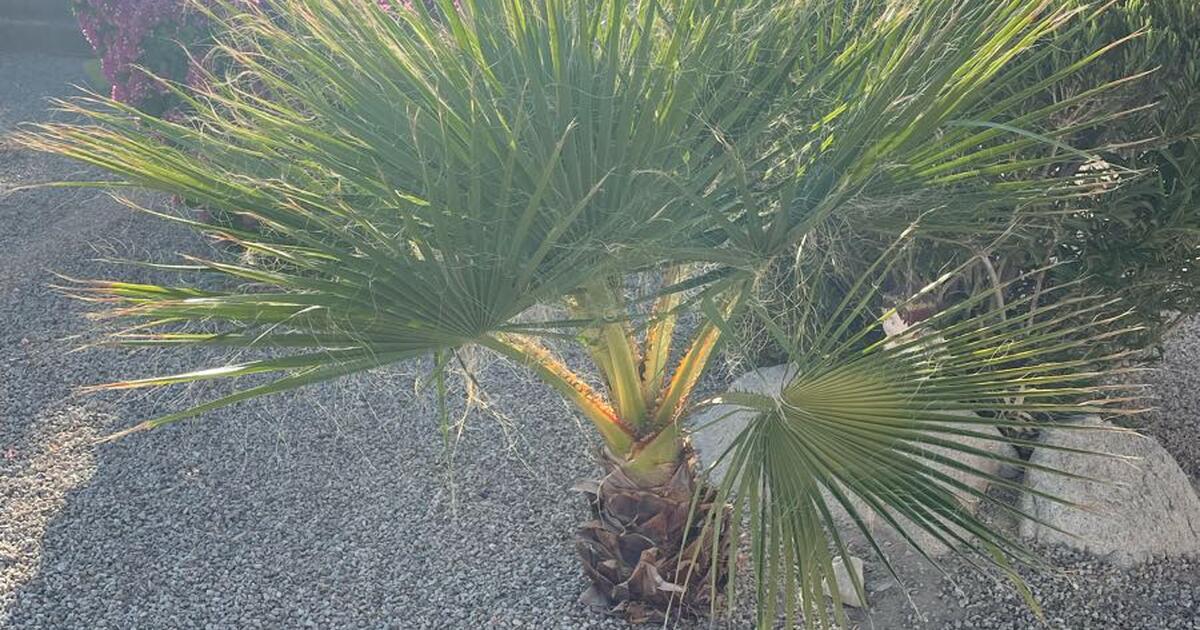 Palm Tree for Free in Yuma, AZ For Sale & Free — Nextdoor