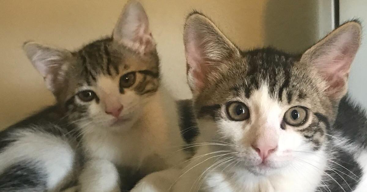 Twin kittens need loving home! for Free in Riverside, CA | Finds — Nextdoor