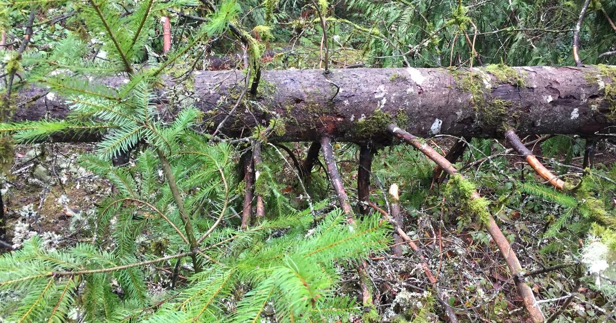 LARGE TREES FELL DURING RAIN STORM. SELL AS FIREWOOD OR LUMBER? MAKE