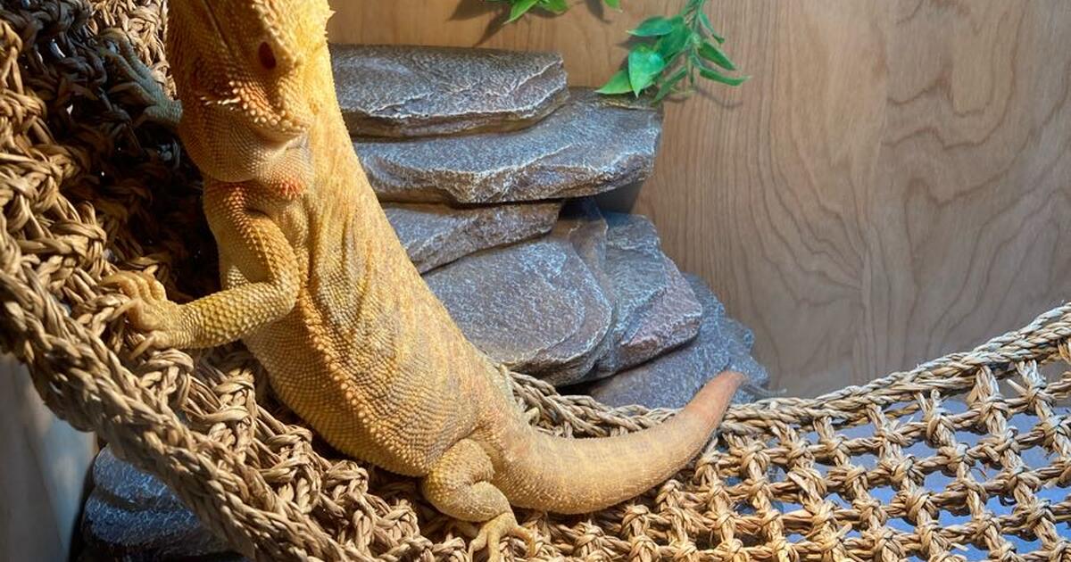 Bearded Dragon Rehoming in Rochester, NY Finds — Nextdoor