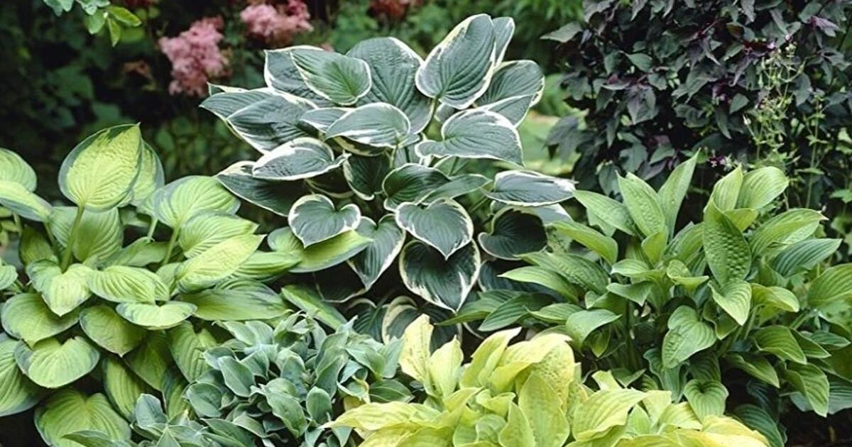 ISO HOSTAS OR LINTON ROSES (HELLEBORIS) for Free in Peachtree Corners ...