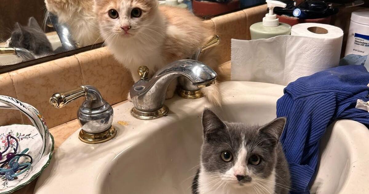 Kittens! for Free in Bakersfield, CA For Sale & Free — Nextdoor
