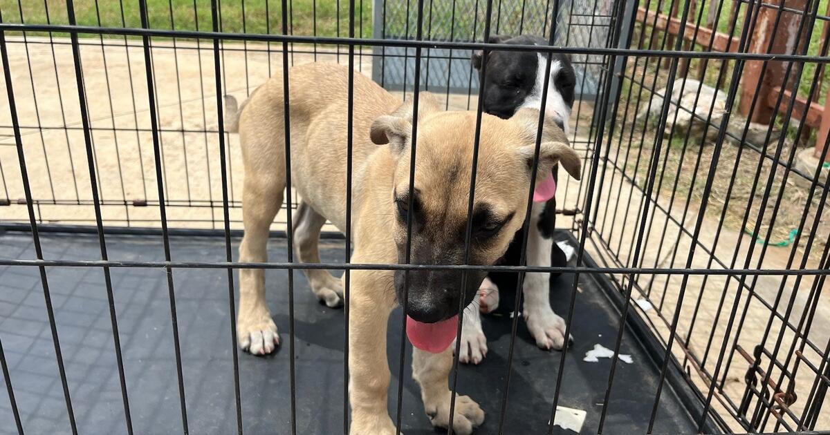 Free Puppies San Antonio