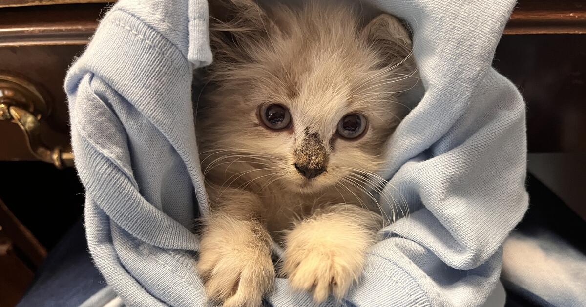 Kitten for free in winston salem nc finds nextdoor
