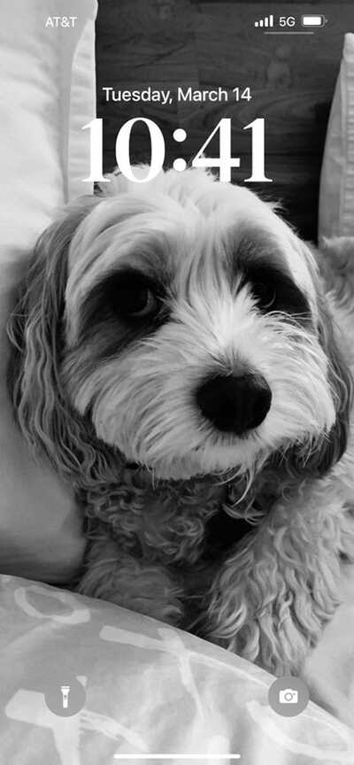 Marina pet deals spa