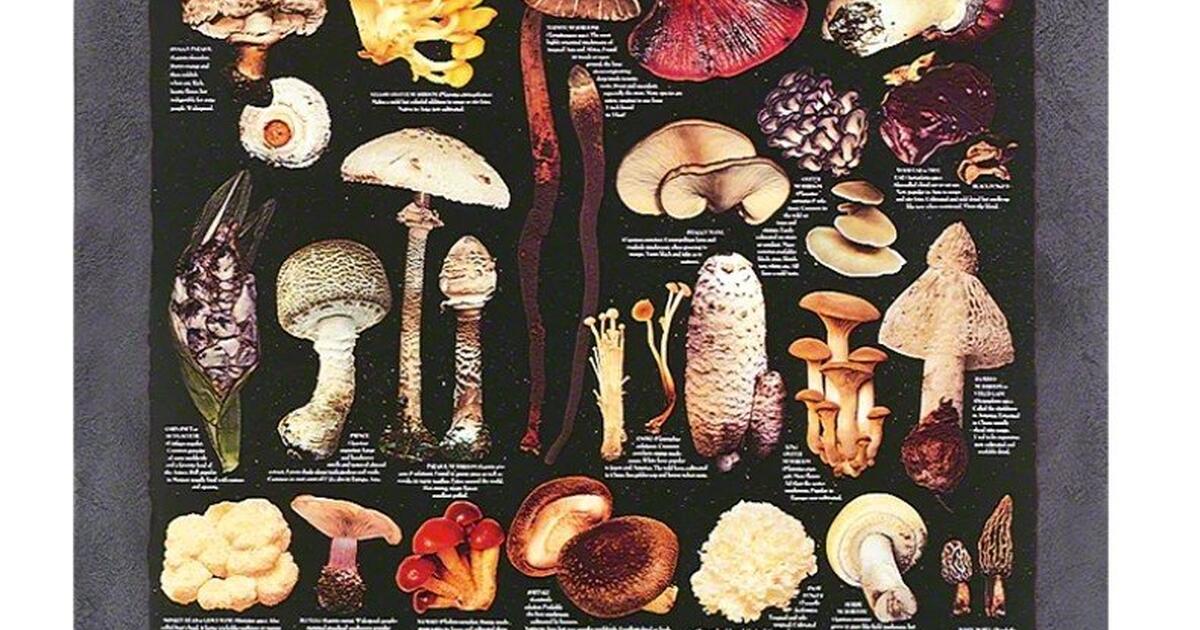 David Arora Mushroom Posters for Free in Baltimore, MD For Sale