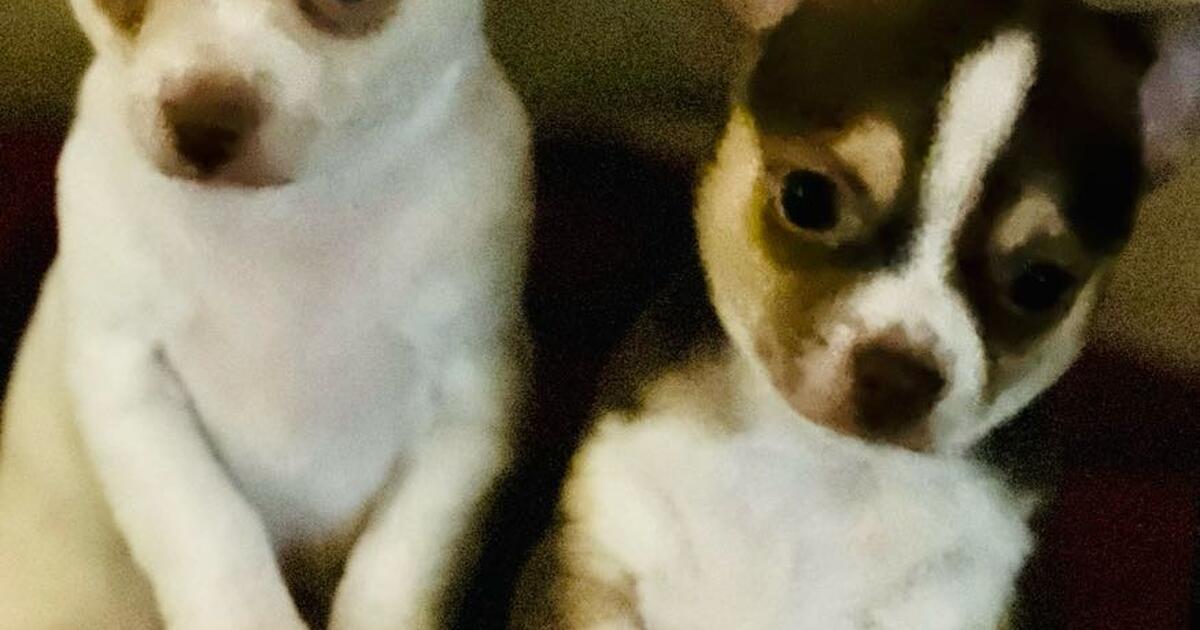 I have two full blood Chihuahuas looking for a family to love them ...