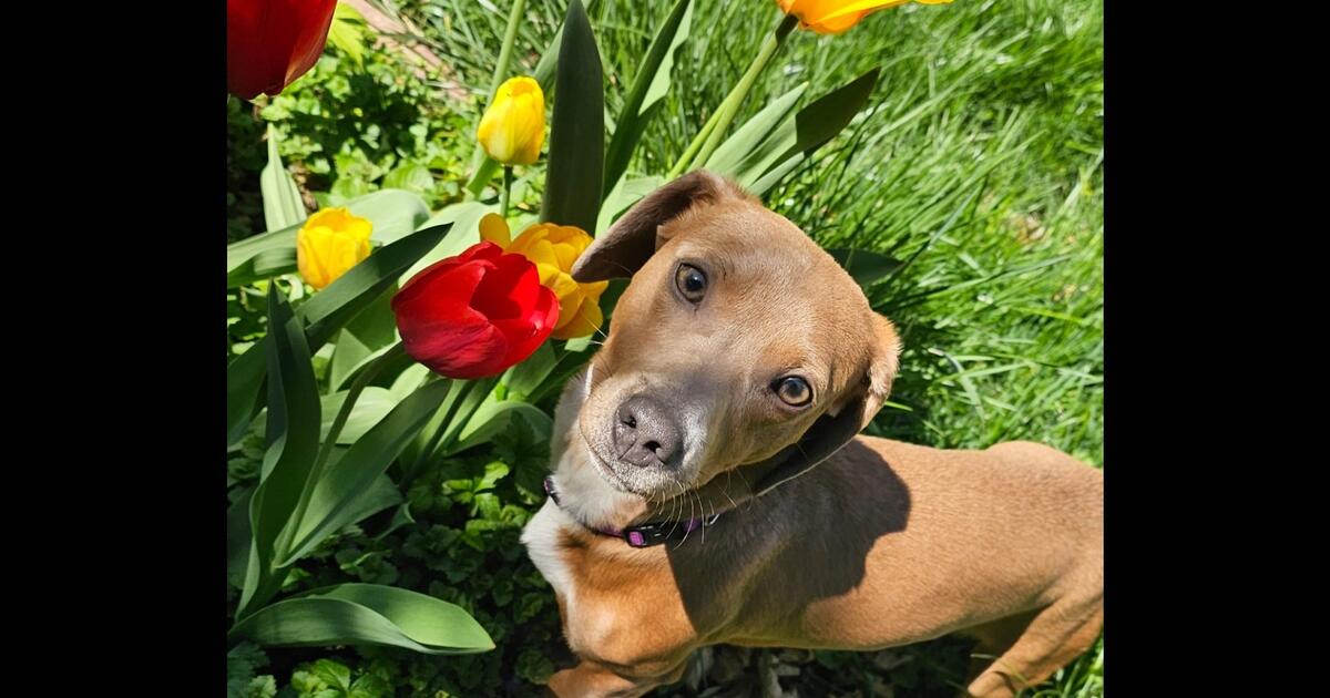 District 15 Palatine Calendar 25 26 District 15 Palatine Calendar 25 26