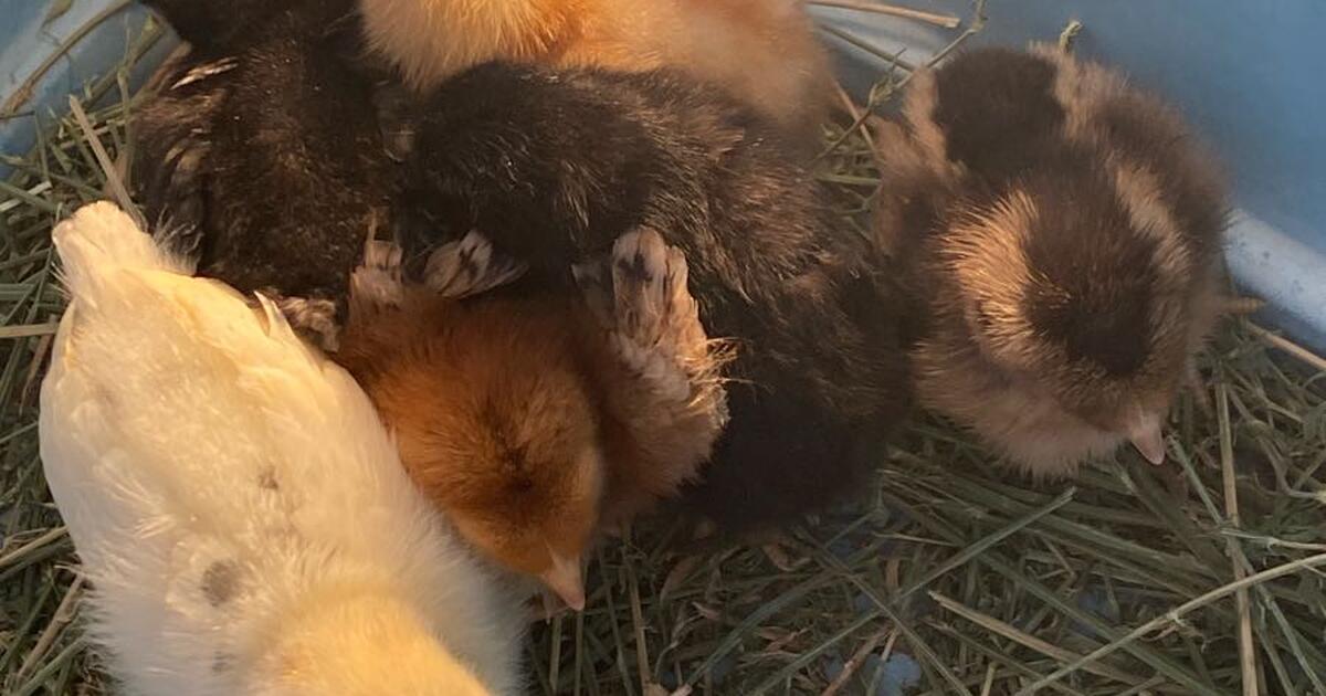 Chicken coop for Free in Phoenix, AZ For Sale & Free — Nextdoor