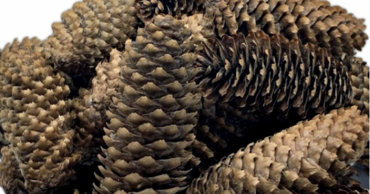 Free pine cones for free in northville mi for sale free nextdoor