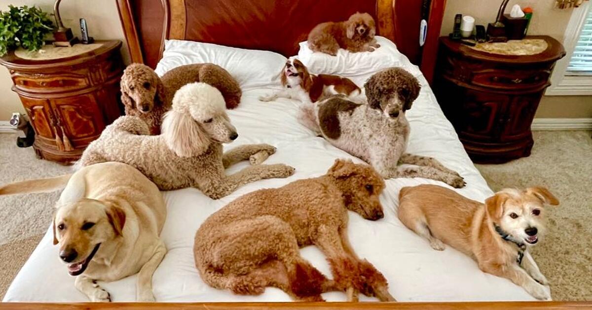 Lansbrook Dog Boarding 7277762275 for Free in Palm Harbor, FL For