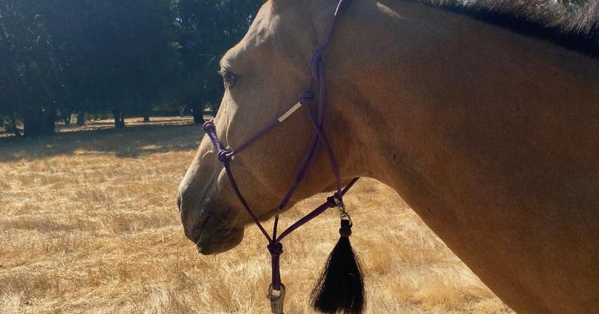 QH Horse for 1/2 lease in Woodside in Woodside, CA For Sale & Free