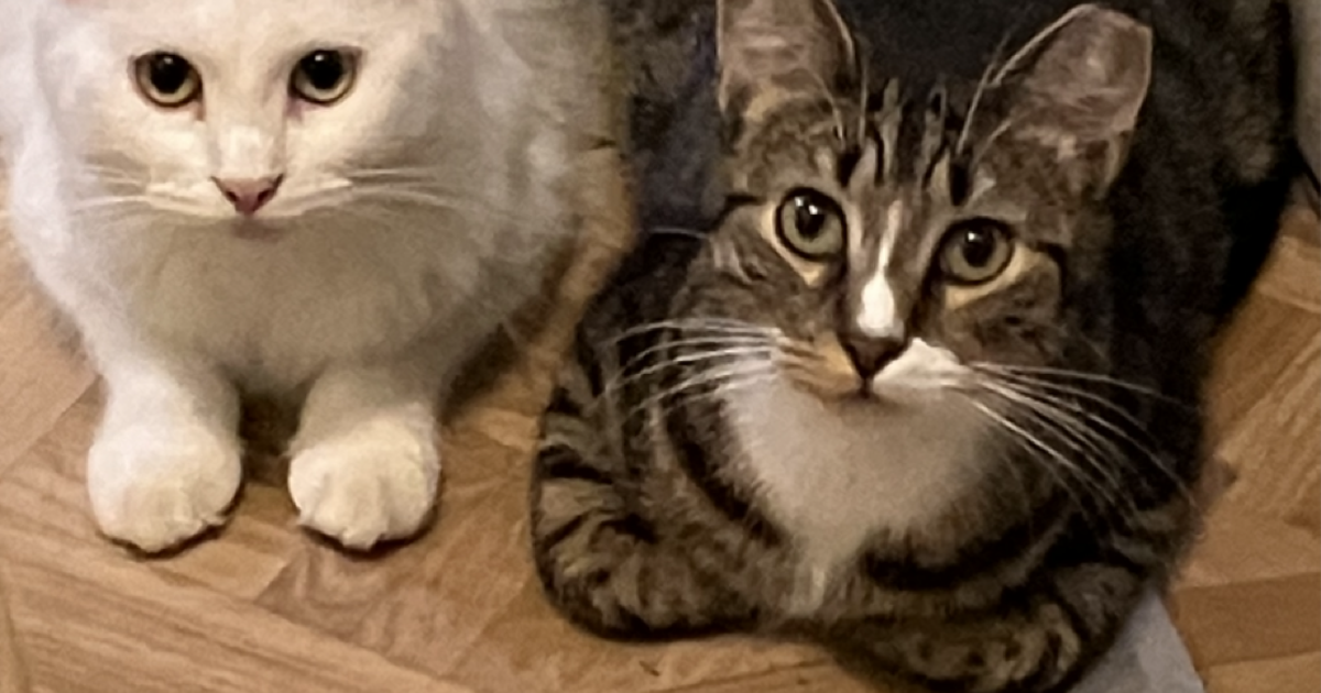 FREE Cats for Free in Tampa, FL For Sale & Free — Nextdoor