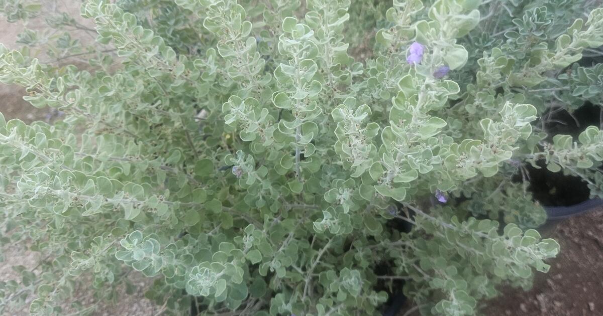 Texas Sage for 20 in Scottsdale, AZ For Sale & Free — Nextdoor