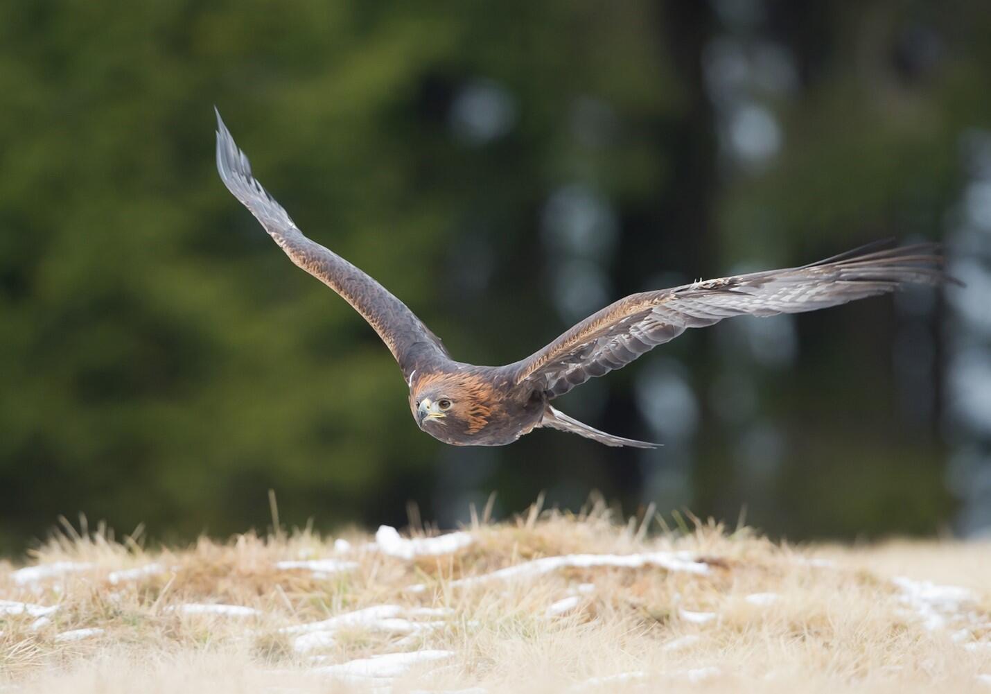 What's in your backyard? Golden Eagle (State of Nevada) — Nextdoor