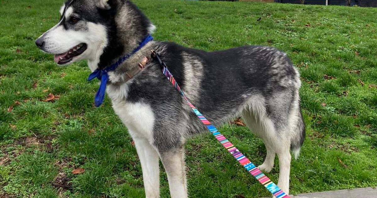 Husky for Free in Seattle, WA Finds — Nextdoor