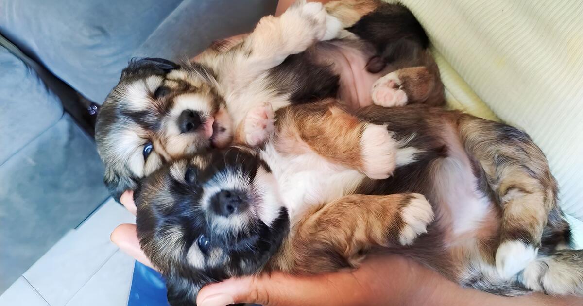 Puppies in Warner Robins, GA For Sale & Free — Nextdoor